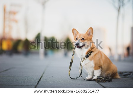 Happy welsh corgi pembroke dog portait holding a leash during a walk in the city center Royalty-Free Stock Photo #1668251497