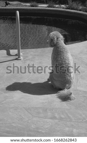     Picture of a dog sitting by a pool                           