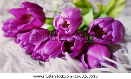 Front view of a bouquet of natural purple tulips, blurred background, vivid  color tulips