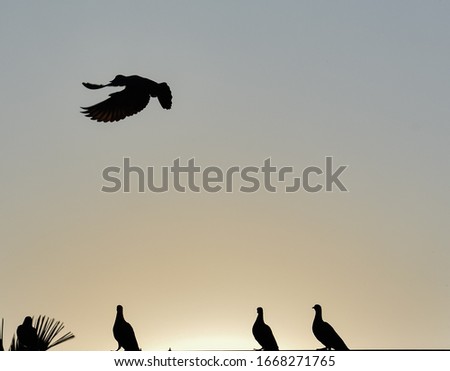 Shadow image of domestic legions on a roof of a house. It's also called Columba livia. The Sun and the shadow have made a perfect combination with the legions to make a perfect picture.