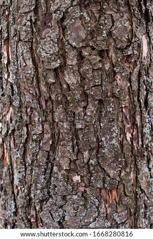 
Pear tree bark as a background. Textured tree bark.