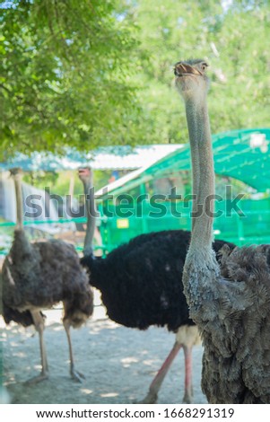 three ostriches stand near the fence. The background is blurred