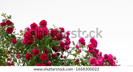 Pink roses against .Summer background. Royalty-Free Stock Photo #1668300022