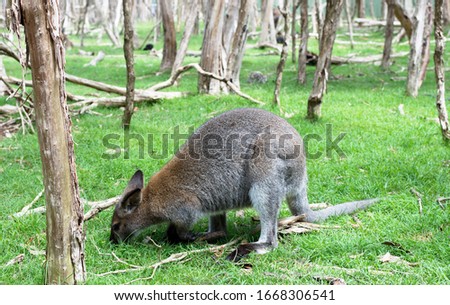 Close up photo of a wallaby with green background