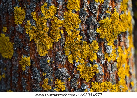 yellow lichen on tree bark
