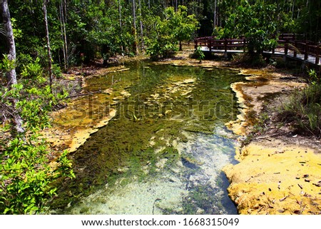 A beautiful pond with a stone bottom is covered with green moss and reflecting the forest and day light.