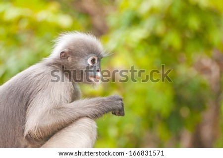 Dusky Leaf Monkey