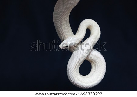 The Texas rat snake (Elaphe obsoleta lindheimeri ) is a subspecies of rat snake, a nonvenomous colubrid found in the United States, primarily within the state of Texas. Royalty-Free Stock Photo #1668330292