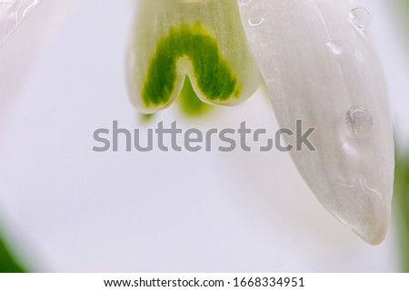 Macro shot of flowers snowdrops with raindrops isolated on the light background for further use postcards, magazines, posters etc.