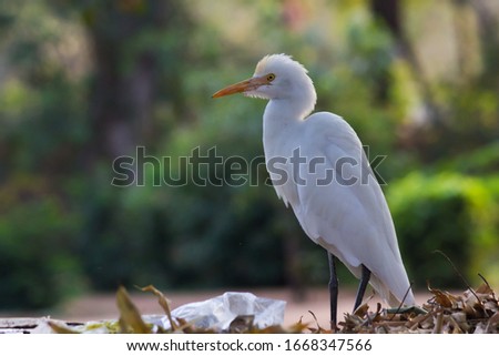Beautiful Portrait of a Cattle Egret in its natural habitat  