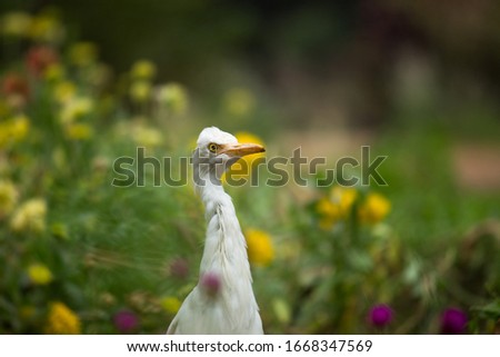 Beautiful Portrait of a Cattle Egret in its natural habitat  
