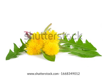 dandelion with flowers isolated on white background Royalty-Free Stock Photo #1668349012