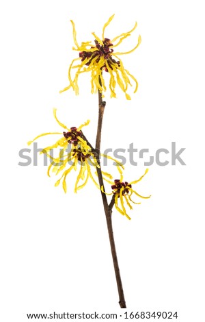 American witch hazel flower isolated on white background Royalty-Free Stock Photo #1668349024