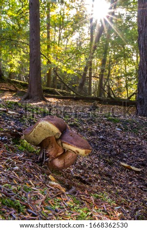 Boletus species fungi growing in a pine forest