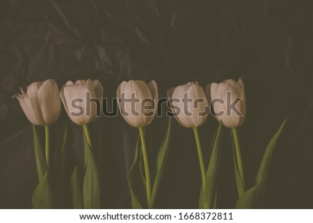 Tulips Bouquet of flowers. Bouquet of tulips. Tulips on a black background. Vintage photo processing. 
