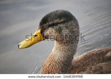 male duck swimming on the river