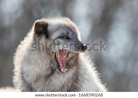 Arctic fox portrait (Vulpes lagopus) in winter