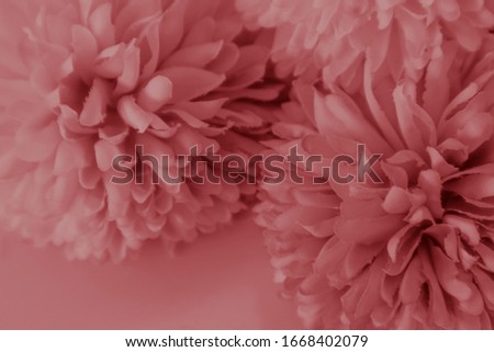 Beautiful abstract color white and red flowers on white background and white flower frame and pink leaves texture, light red background, colorful red banner happy valentine