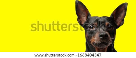close up of a cute pincher dog with black fur looking at camera with no occupation on yellow studio background Royalty-Free Stock Photo #1668404347
