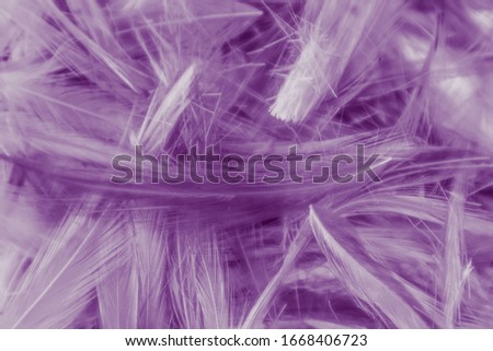 Beautiful abstract colorful gray and purple feathers on white background and soft white feather texture on white pattern and purple background, colorful feather, purple banners