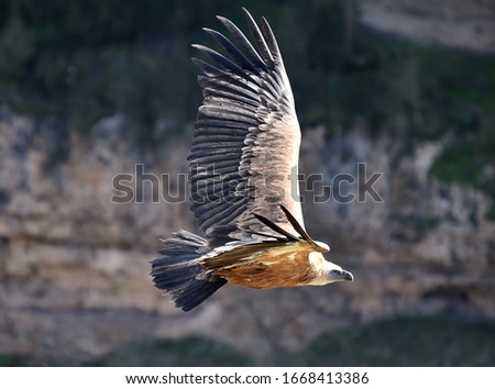 A big vulture flying on the natural park