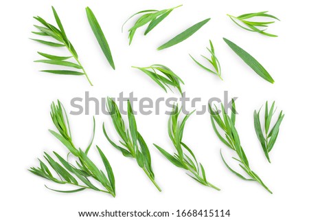 tarragon or estragon isolated on a white background. Artemisia dracunculus. Top view. Flat lay Royalty-Free Stock Photo #1668415114