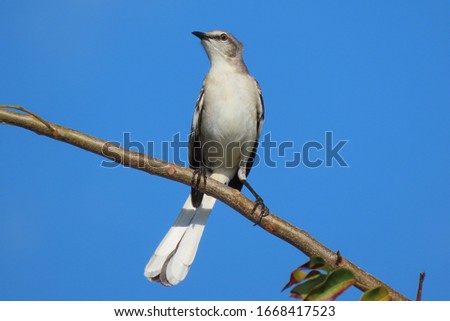 northern mockingbird perched on branch against blue sky