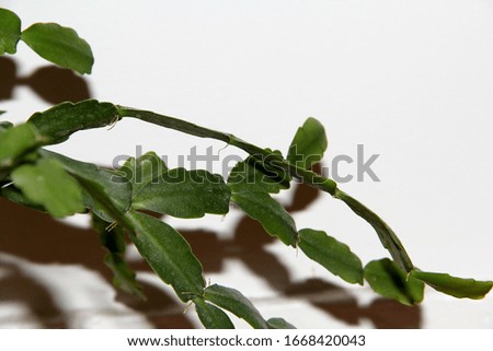 green plant leaves with white background
