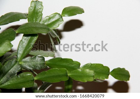 green plant leaves with white background