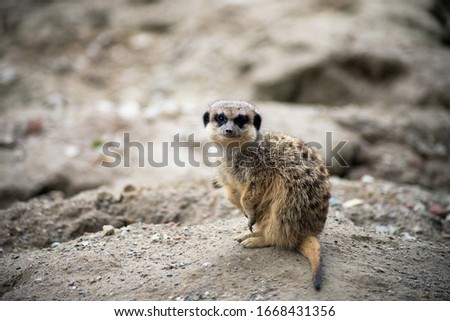 Portrait of meerkat sitting on the land lookind camera