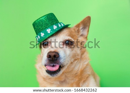Cute dog in Leprechaun on a green background. March 17, happy st patricks day greeting card	
