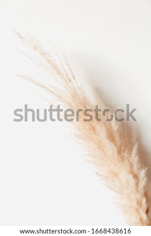 Tan pampas grass branch on white background. Reeds foliage.
