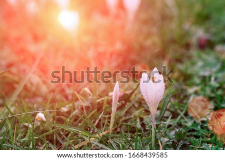 Blooming white crocus flowers on a meadow in sunlight at spring, soft focus.