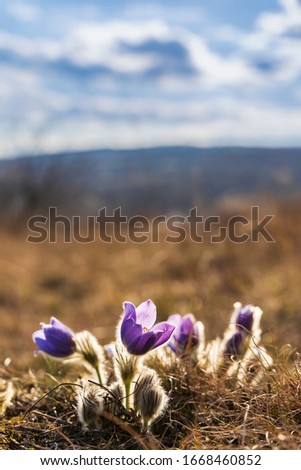 Pasque flower, National park Podyji, Southern Moravia, Czech Republic