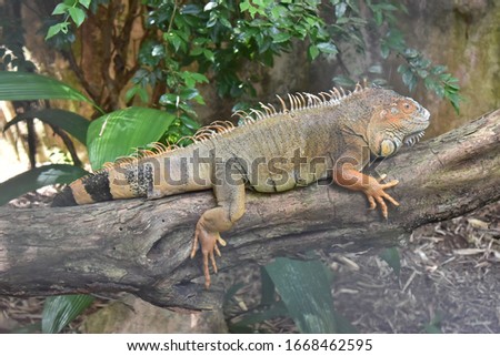 
picture of a lizard on a branch