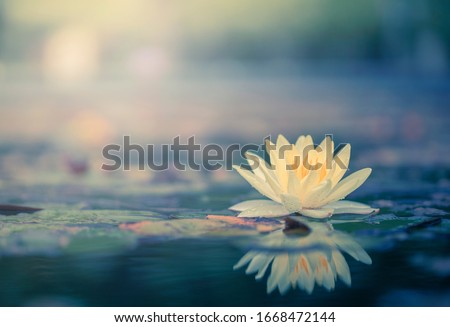Beautiful  Thai Lotus that have been appreciated with dark blue water surface Royalty-Free Stock Photo #1668472144