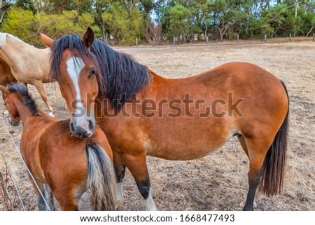 Horses grazing in the meadow at country WA Perth Australia