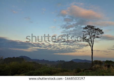 single tree on fuji mountain thailand,loie province,Tree view with mountains and sky behind for designing or inserting text.