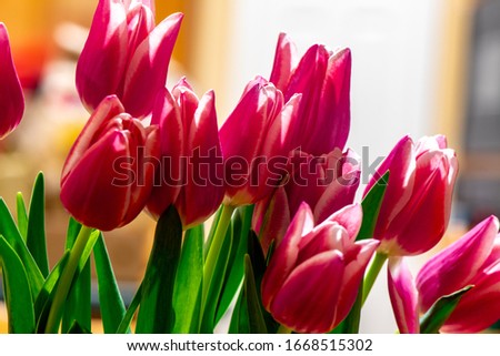 Tulips in sunlight of the early morning