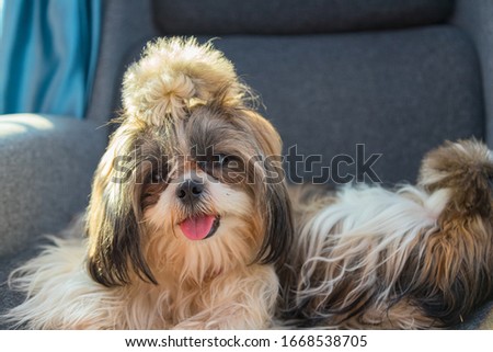 Shih Tzu sit on the chair