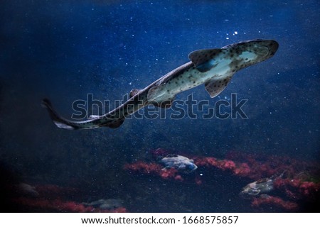 The small-spotted catshark, sandy dogfish, lesser-spotted dogfish, Rough-hound, Morgay (Scyliorhinus canicula). Royalty-Free Stock Photo #1668575857