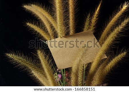 Flower foxtail weed and paper pad in golden light on black background