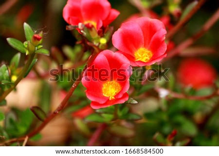 The Portulaca flower plant in the garden