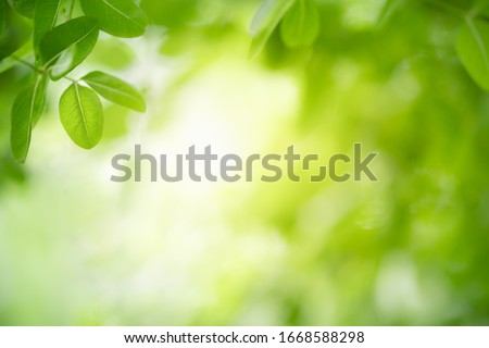 Nature of green leaf in garden at summer. Natural green leaves plants using as spring background cover page environment ecology or greenery wallpaper Royalty-Free Stock Photo #1668588298