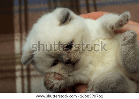 Portrait of a cute white kitten. Little kitten in female hands. Background of domestic animals. White fluffy kitten close up. Horizontal, cropped shot. Concept of pets.