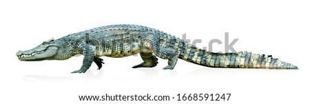 crocodile isolated on white background ,include clipping path Royalty-Free Stock Photo #1668591247