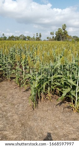 indian subcontinent hybrid sorghum crop field