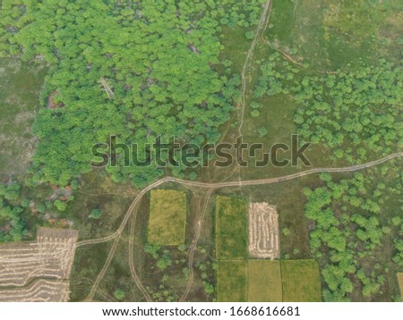 drone shot aerial view paddy fields coconut trees agricultural landscape pattern beautiful texture design square well pond road fertile pathway top angle irrigation 