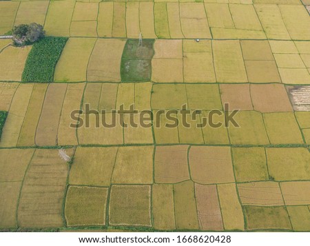 drone shot aerial view paddy fields coconut trees agricultural landscape pattern beautiful texture design square well pond road fertile pathway top angle irrigation 