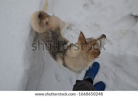 Husky puppy. Walk with the host in the fresh snow. Young cheerful puppy is playing with the owner